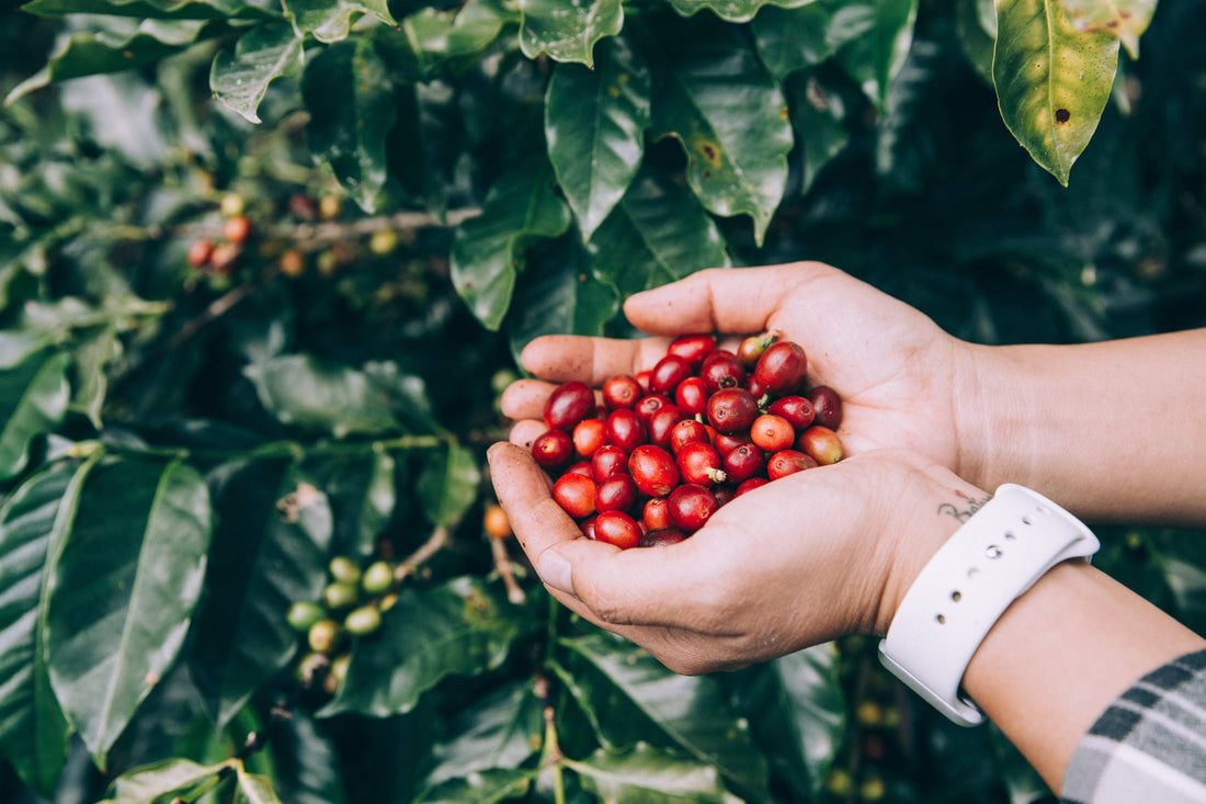 Best Certified Organic Coffee Beans: How to Identify High-Quality Organic Coffee